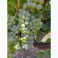 Продам винный виноград европейских сортов