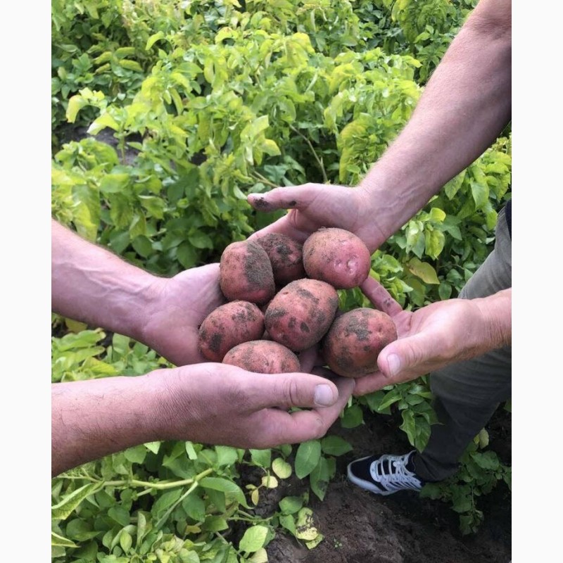 Фото 2. Продам картоплю, сорт Біллароза, Лабелла