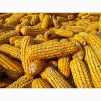 Продам кукурудзу 1000 тонн Черкаська обл, Сушківка