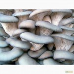 Продаем грибы вешенки оптом и в розницу