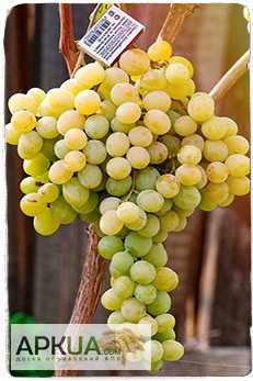 Фото 15. Купить саженцы винограда - лучшие сорта винограда почтой по Украине!