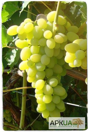 Фото 16. Купить саженцы винограда - лучшие сорта винограда почтой по Украине!