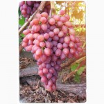 Купить саженцы винограда - лучшие сорта винограда почтой по Украине!