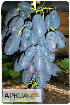 Фото 4. Купить саженцы винограда - лучшие сорта винограда почтой по Украине!