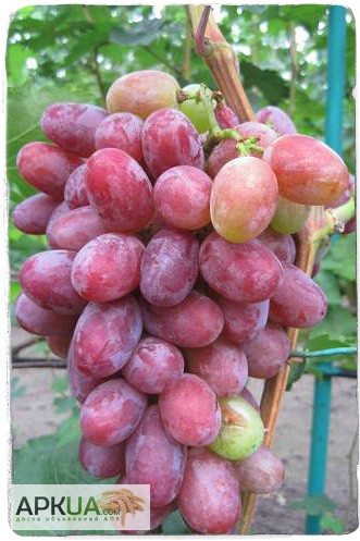 Фото 6. Купить саженцы винограда - лучшие сорта винограда почтой по Украине!