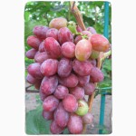 Купить саженцы винограда - лучшие сорта винограда почтой по Украине!