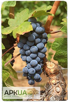 Фото 7. Купить саженцы винограда - лучшие сорта винограда почтой по Украине!