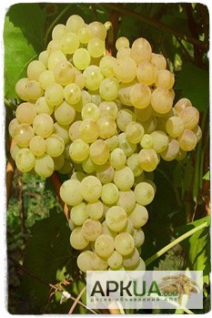 Фото 8. Купить саженцы винограда - лучшие сорта винограда почтой по Украине!