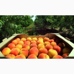 Купить тару для персиков, винограда, сливы, абрикосов