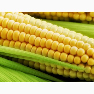 Семена кукурузы дкс 3511 Монсанто