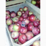 Продам оптом яблоки ИЗ СВОЕГО САДА, отличная цена, первый и высший сорт