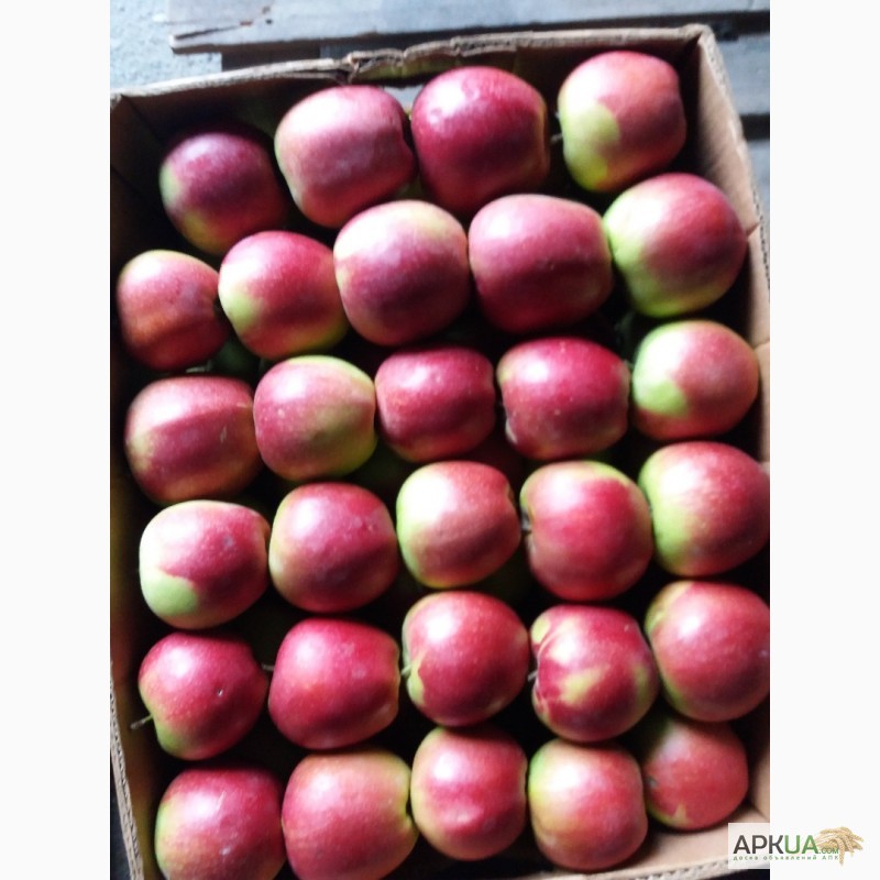 Фото 2. Продам яблука з холодильника газовані