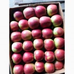 Продам яблука з холодильника газовані