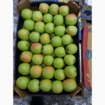 Продам яблука з холодильника газовані