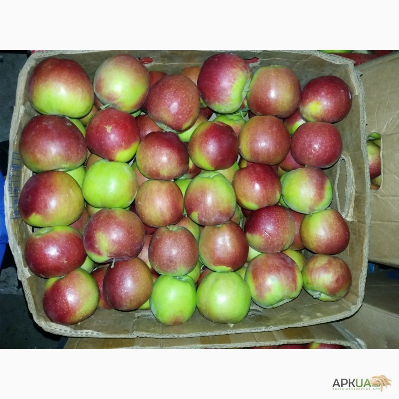 Фото 6. Продам яблука з холодильника газовані