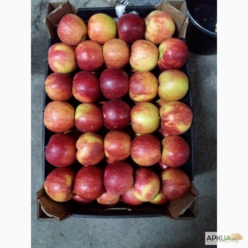 Фото 9. Продам яблука з холодильника газовані