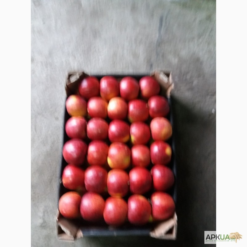 Фото 11. Продам яблука з холодильника газовані