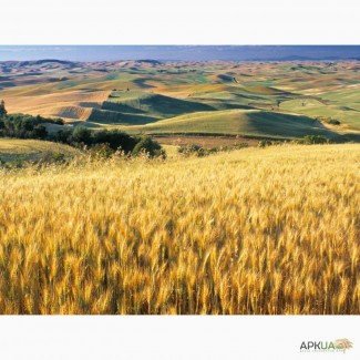 Закупка пшеницы нового Урожая