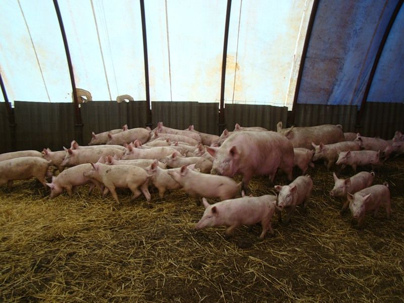 Фото 2. Продам свиней 3-х породный гибрид