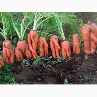 Куплю морковь на корма