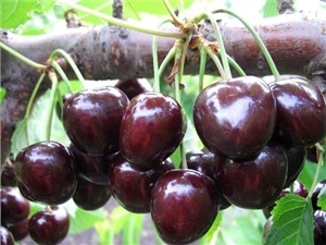 Фото 2. Саженцы элитных сортов плодово ягодных более 1200 товаров питомник
