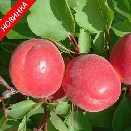 Фото 11. Саженцы элитных сортов плодово ягодных более 1200 товаров питомник