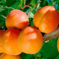 Саженцы элитных сортов плодово ягодных более 1200 товаров питомник