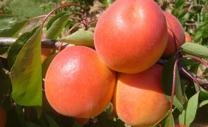 Фото 14. Саженцы элитных сортов плодово ягодных более 1200 товаров питомник