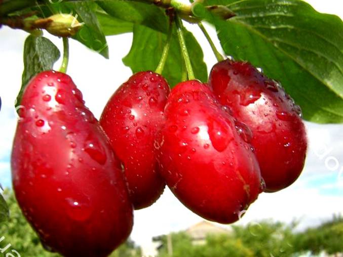 Фото 8. Саженцы элитных сортов плодово ягодных более 1200 товаров питомник