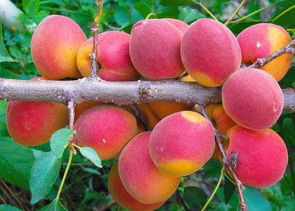 Фото 3. Саженцы элитных сортов плодово ягодных более 1200 товаров питомник