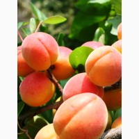 Продаж абрикосы от производителя