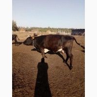 Продам КРС (коровы, быки, тёлки, телята)