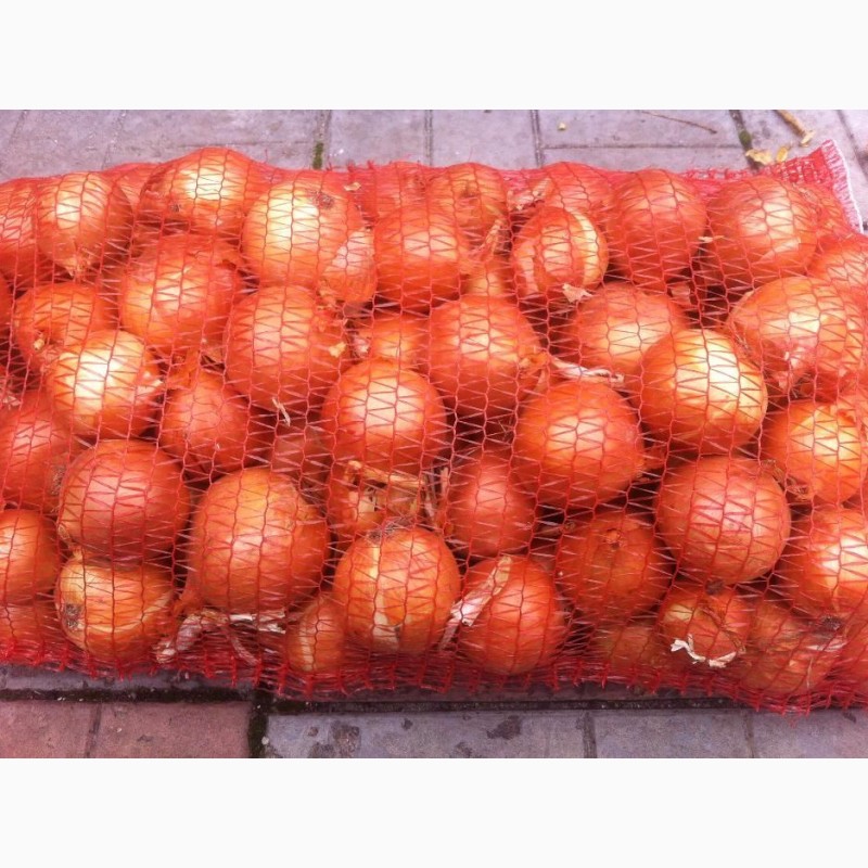 Фото 3. Купим огурцы, томаты, лук, картофель, чеснок, в Белоруссии и Молдове
