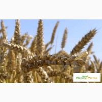 Озимая пшеница Нива Одесская, семена (1 репродукция ) урожай 2021 г