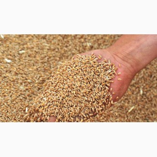 Куплю Пшеницу от 100т по Магдалиновскому району