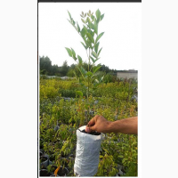 Ясень обыкновенный выс. 1-2 м, саженцы, купить украина дерево