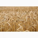 Закупаем зерновые(Ячмень, Пшеница, Рожь, Кукуруза, Овес)