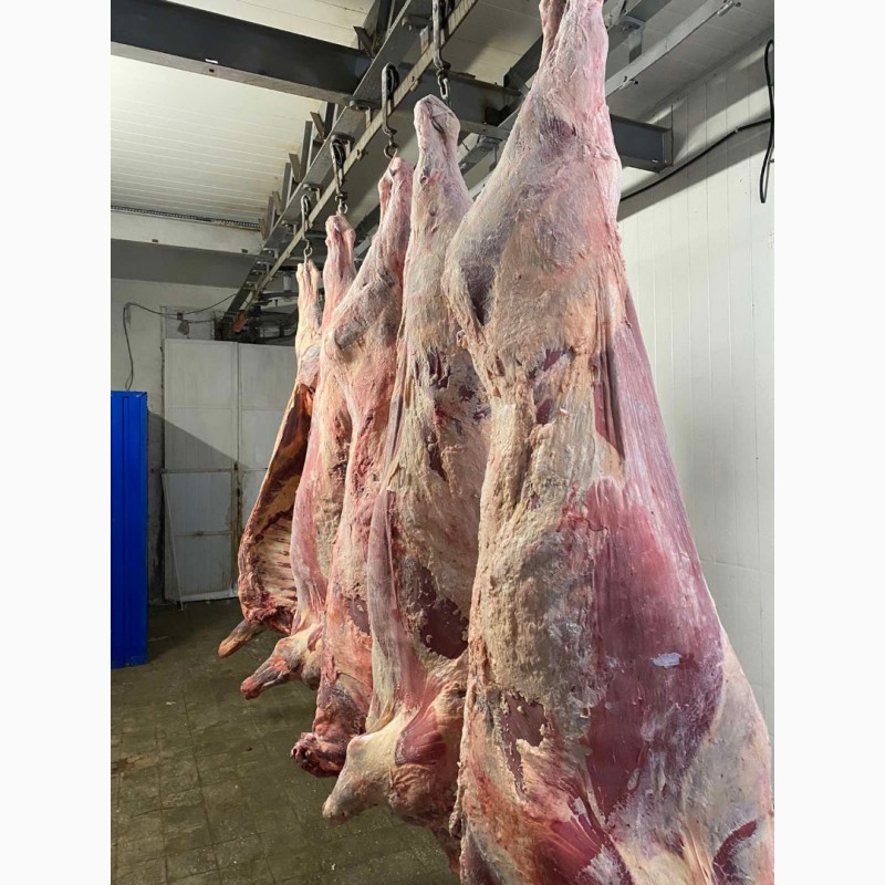Фото 5. Продам говядину полу туши и на кости от производителя с 20 тонн