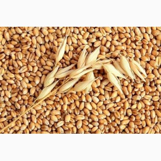 Семена озимой пшеницы Перемога (остистая, элита)