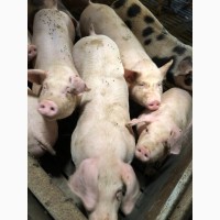 Продам свиней на дотримання 60-80кг