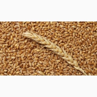 Продам пшеницю 2023