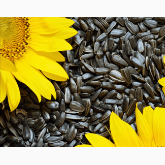 На продаж є насіння соняшнику 500 тонн, Чернігівська область