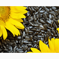 На продаж є насіння соняшнику 500 тонн, Чернігівська область