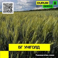 Насіння пшениці БГ Уніголд / BG Unigold (Durum Seeds)