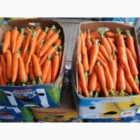 Продам молодую морковку фуру