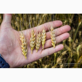 Продам пшеницю 3 клас, 2000 тонн, Дніпропетровська обл, Юр#039;ївка