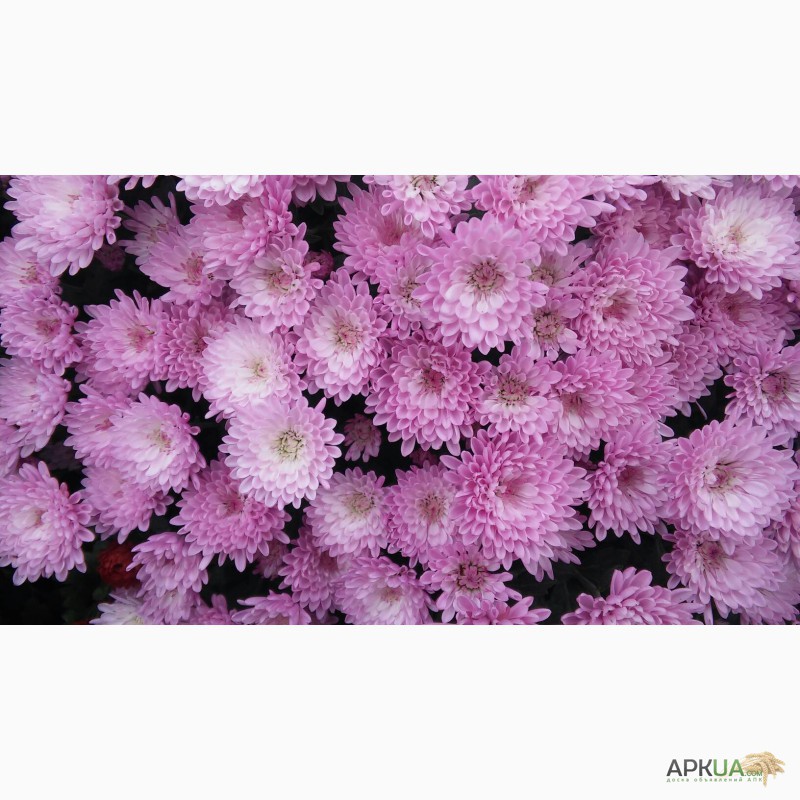 Фото 14. Продаю укорененные саженцы хризантемы