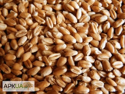  СЕМЕНА пшеницы озимой - сорт ОВИДИЙ, Херсон, Пшеница — APKUA