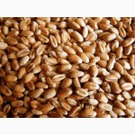 Семена пшеницы озимой - сорт ОВИДИЙ