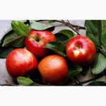 Продам яблука Гала Галаксі, Хані Крісп, Джонаголді з власного саду. Врожай 2018 року
